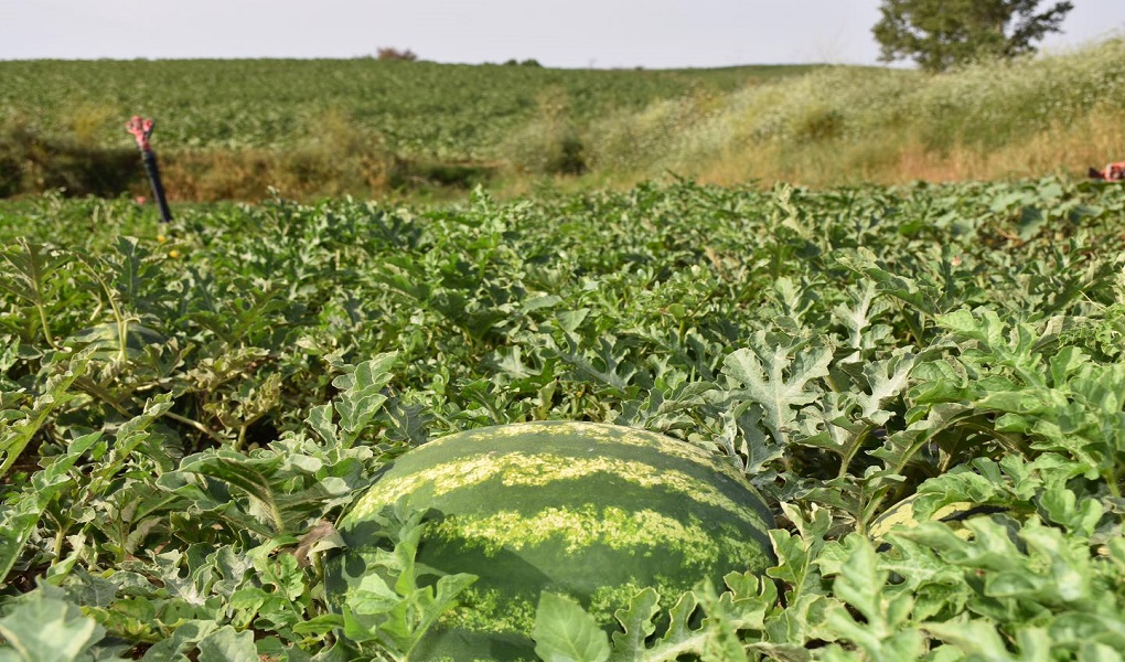 Tekirdağ Büyükşehir Belediyesi