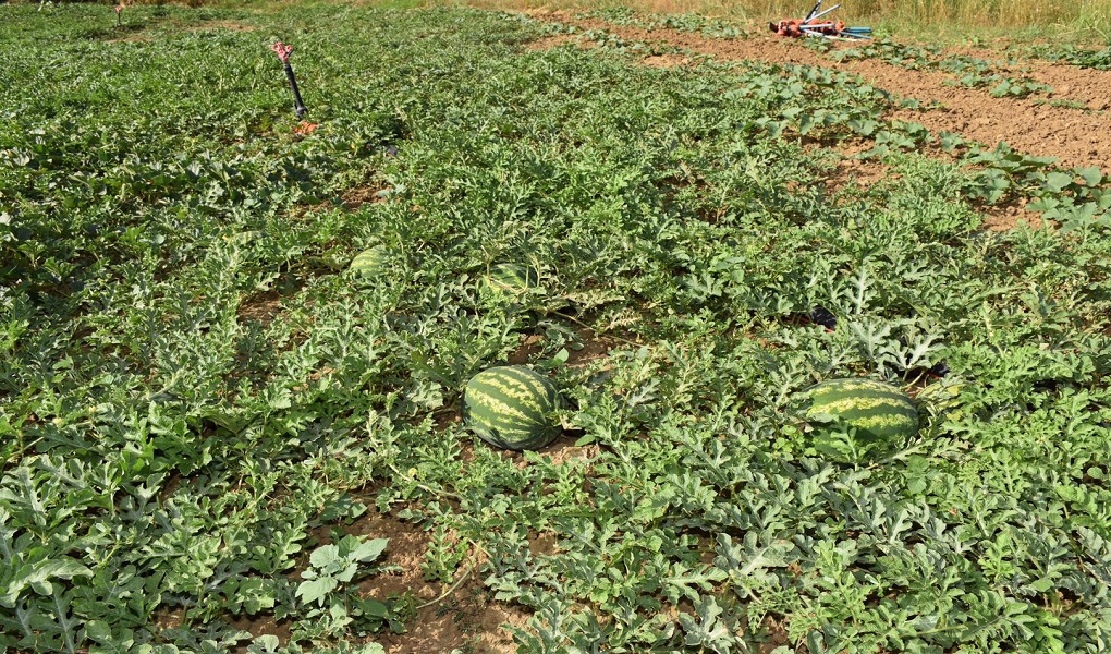 Tekirdağ Büyükşehir Belediyesi